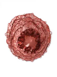 مزهرية ميدوسا شفافة من تشكيلة فيش ديزاين من جايتانو بيشي