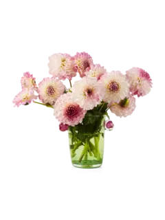 /original/LREPVPIV_LARE_Green_Pink_2.png_convert-240x320