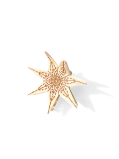 /original/SOLECL21_SOLA_TITLE_1.png_convert-240x320