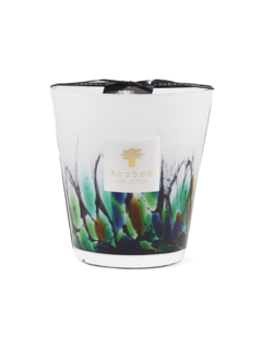 ماكس 16 رينفورست أمازونيا